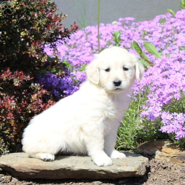 Rachel, Goldendoodle Puppy